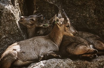Two Brown Goat Kids Cuddling Each Other