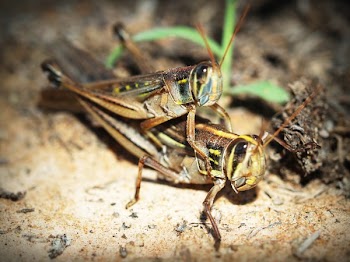 Two Brown Grasshoppers