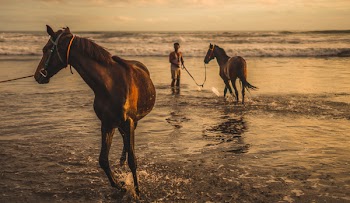 Two Brown Horse on Sea