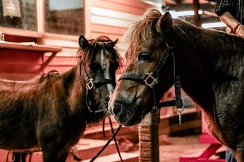 Two Brown Horse Outdoor