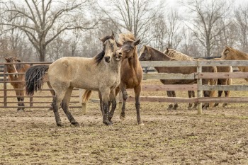 Two Brown Horses Beside Wooden Fencee