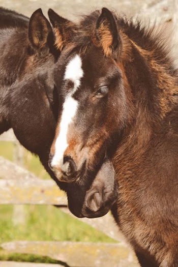 two brown horses' heads