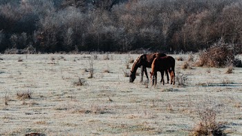 Two Brown Horses on Field
