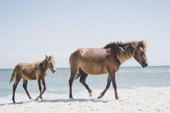 two brown horses on seashore during daytime