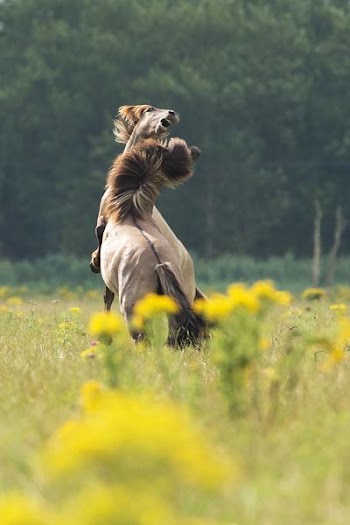 two brown horses photo
