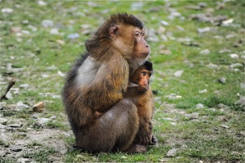 Two Brown Monkeys