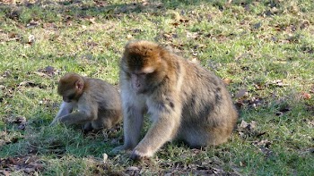 Two Brown Monkeys on Grass