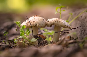 Two Brown Mushrooms