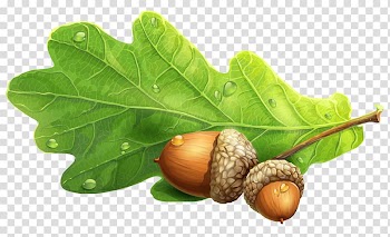 Two brown nuts with green leaf illustration, Acorn , Acorn transparent background PNG clipart