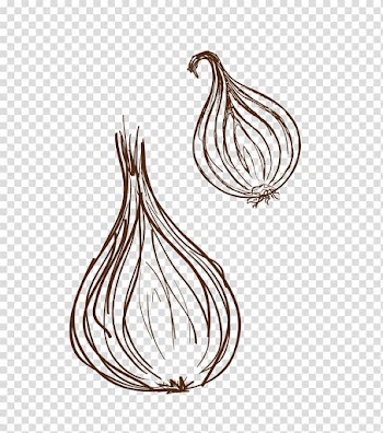 Two brown onions illustration, Garlic onion Euclidean Vegetable, garlic transparent background PNG clipart
