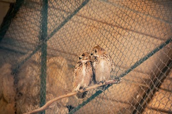 Two Brown Owls 