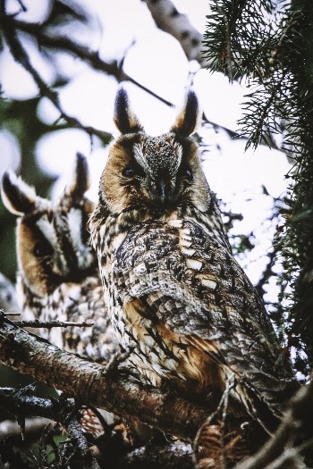 Two Brown Owls on Tree Branch