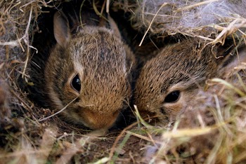 Two Brown Rabbits