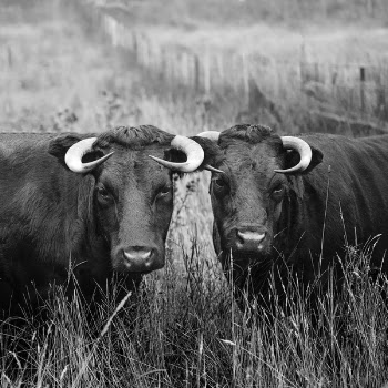 Two Buffalos