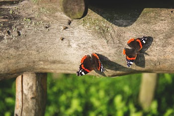 Two butterflies