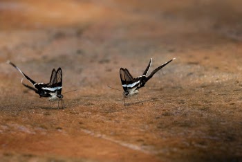 Two Butterflies On Brown Surface
