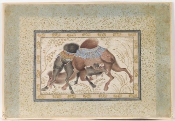 Two Camels Fighting | Free Photo - rawpixel