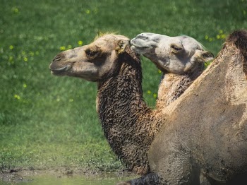 Two Camels Side By Side Square