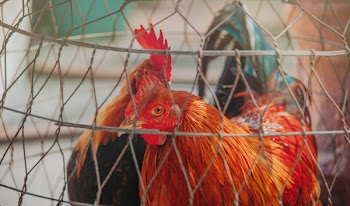 Two Chicken Inside Cage