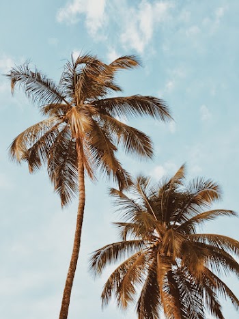Two Coconut Trees