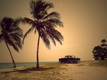 Two Coconut Trees