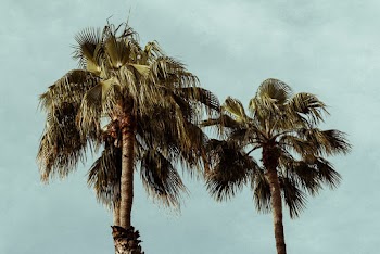 Two Coconut Trees