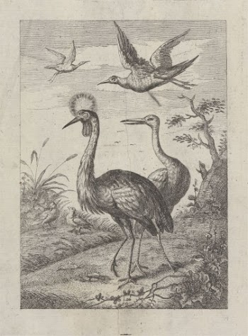 Two Crested cranes and four | Free Photo - rawpixel