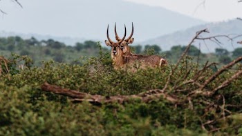 two deer on grass field