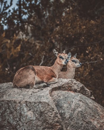 Two Deers Lying on a Rock