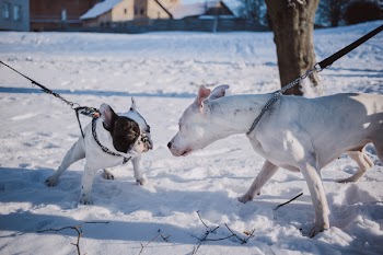 Two dogs meeting on a walk