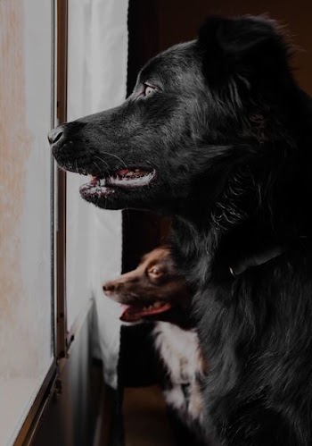 two dogs near glass window