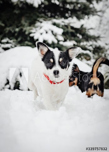 Two dogs playing