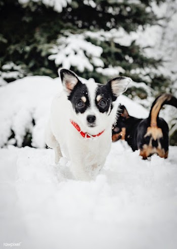 Two dogs playing | Free stock photo - 574792
