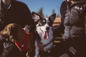 two dogs sitting on bench between woman and man