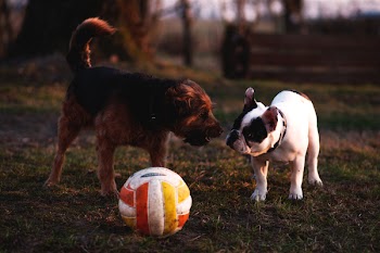 Two dogs with a ball