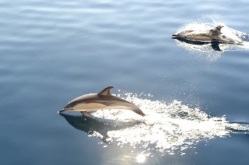 Two dolphins surfacing, light reflecting | Free Photo - rawpixel
