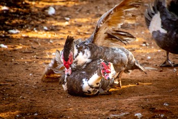 Two Ducks on Brown Soil