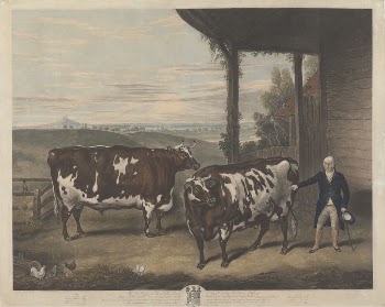 Two Durham Oxen | Free Photo - rawpixel