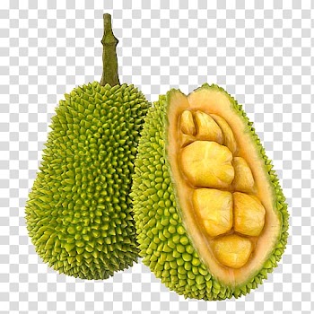 Two durian fruits, Jackfruit Cempedak 3D modeling TurboSquid, others transparent background PNG clipart