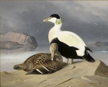 Two eiders, 1867, by Ferdinand | Free Photo - rawpixel