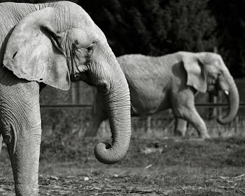 two_elephants-1.jpg
