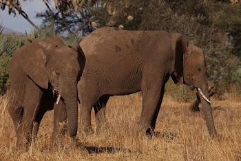 Two Elephants Standing On Brown Grass Field