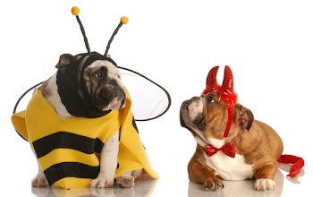 two english bulldogs dressed up as a bee and devil