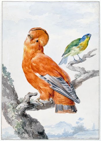 Two Exotic Birds (1762) painting in high… | Free public domain illustration