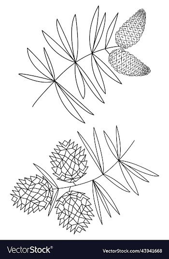 two fir twigs with cones