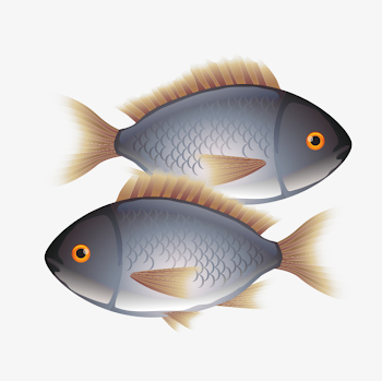 Two Fish, Fish, Hand Painted Fish PNG Image and Clipart for Free ...