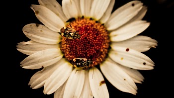 Two Flies on White Daisy Flowers