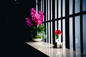 two flowers on pots near window