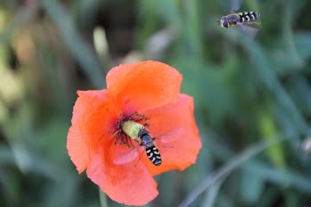 Two Flying Hover Bee Flies Near at Orange Flower