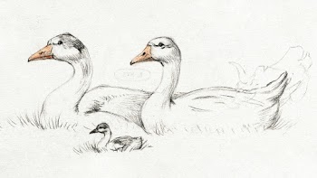 Two geese with a young (1775&ndash;1833)… | Free public domain illustration